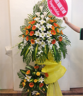 HKT55